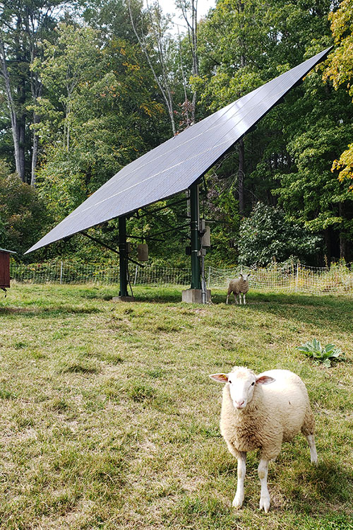 Solar array providing summer shelter for sheep in pasture.